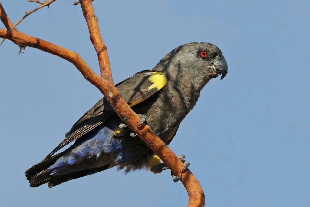 鲁氏鹦鹉(Poicephalus rueppellii)