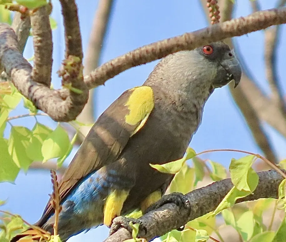 鲁氏鹦鹉(Poicephalus rueppellii)