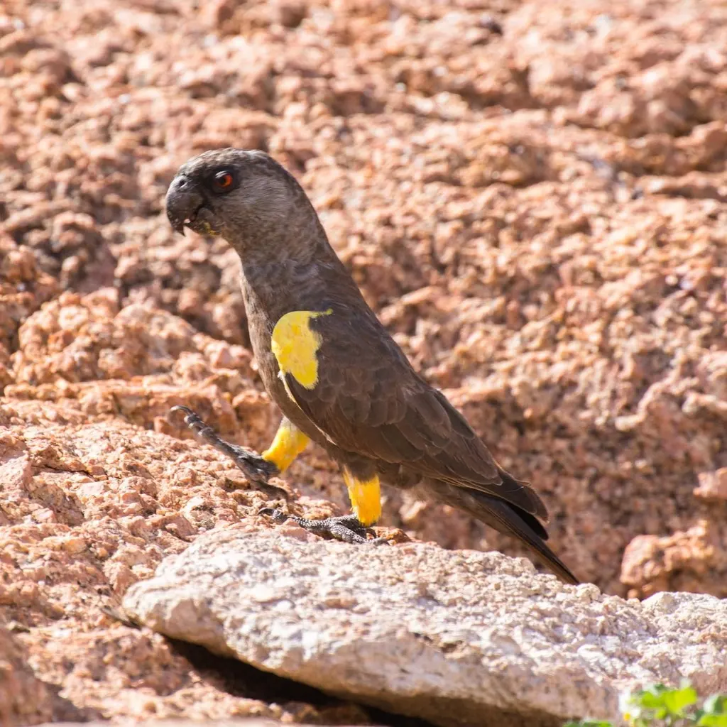 鲁氏鹦鹉(Poicephalus rueppellii)