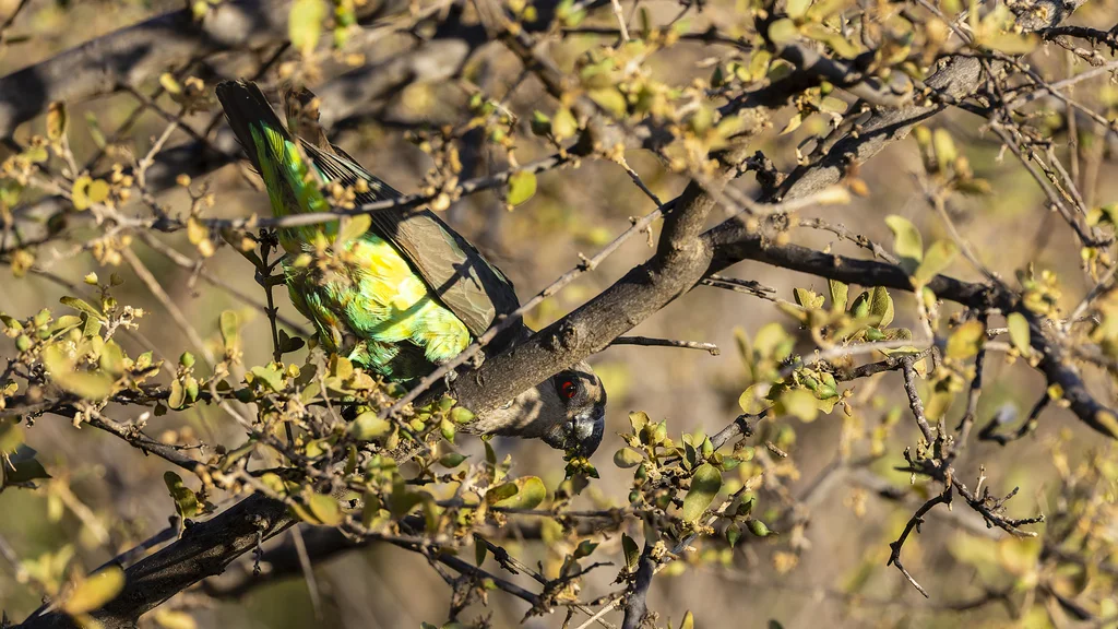 红腹鹦鹉(Poicephalus rufiventris)