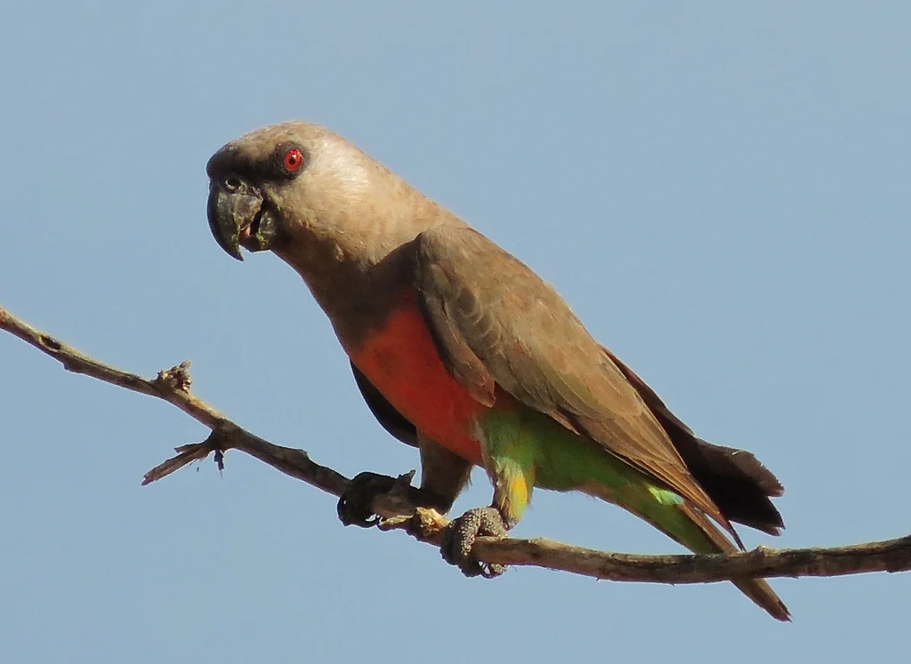 红腹鹦鹉(Poicephalus rufiventris)