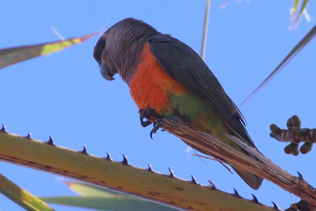 红腹鹦鹉(Poicephalus rufiventris)