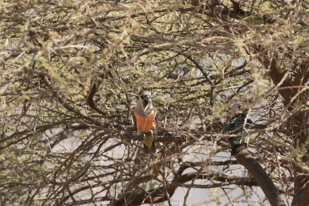 红腹鹦鹉(Poicephalus rufiventris)