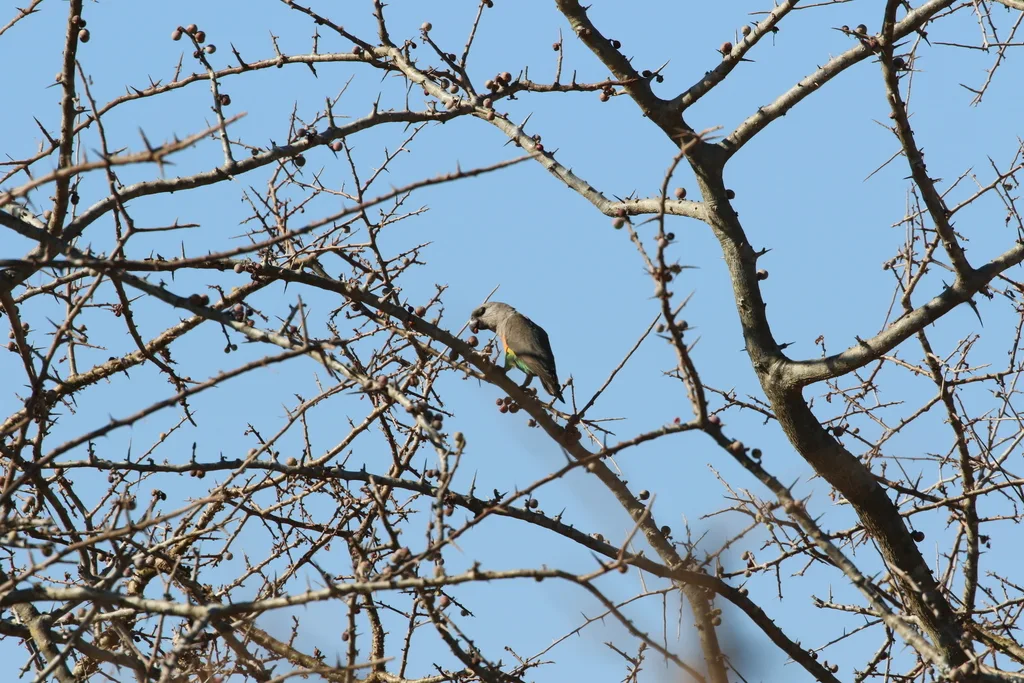 红腹鹦鹉(Poicephalus rufiventris)