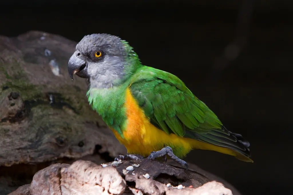 塞内加尔鹦鹉(Poicephalus senegalus)