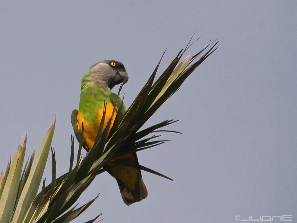 塞内加尔鹦鹉(Poicephalus senegalus)