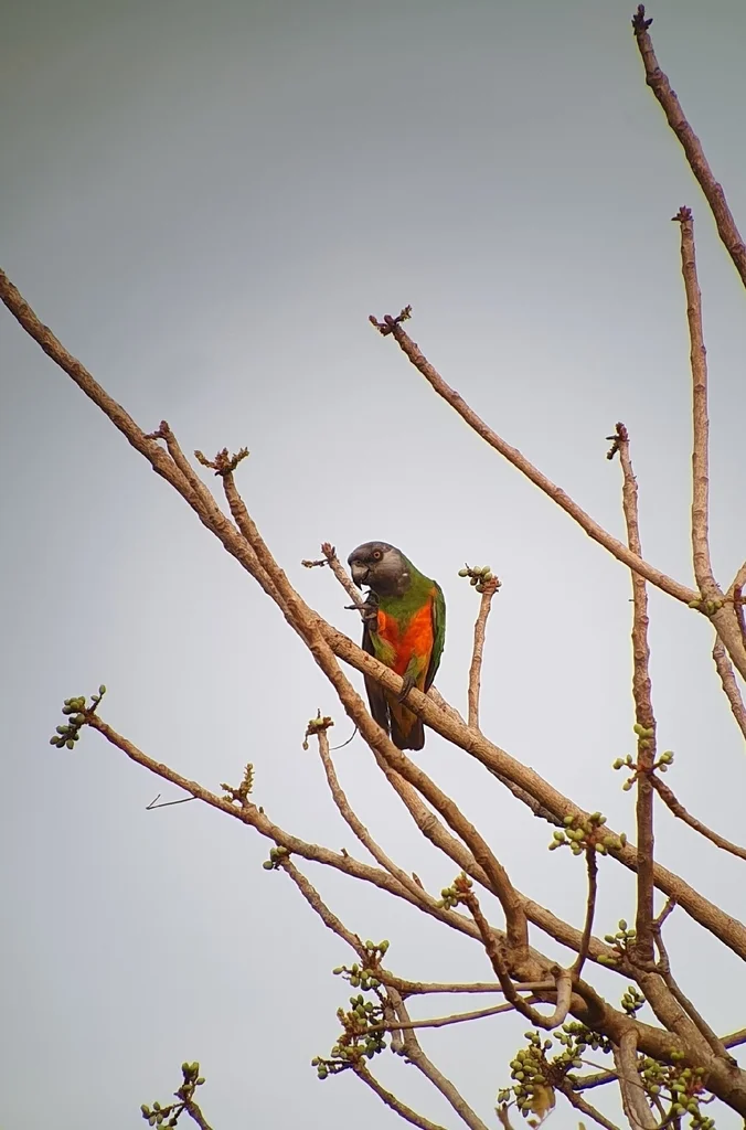 塞内加尔鹦鹉(Poicephalus senegalus)