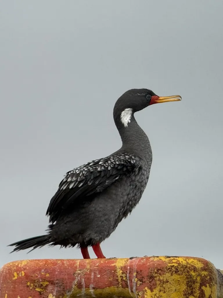 红腿鸬鹚（Poikilocarbo gaimardi）