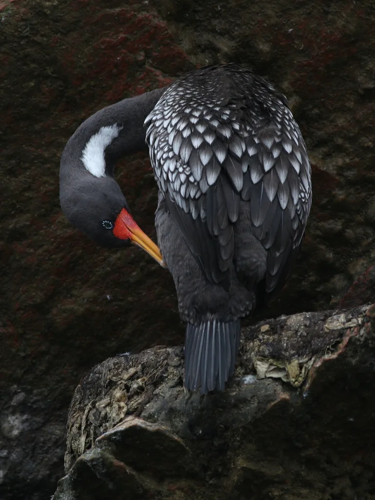 红腿鸬鹚（Poikilocarbo gaimardi）