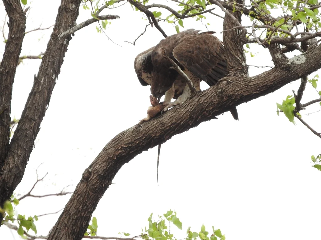 猛雕(Polemaetus bellicosus)