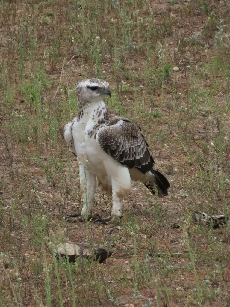 猛雕(Polemaetus bellicosus)