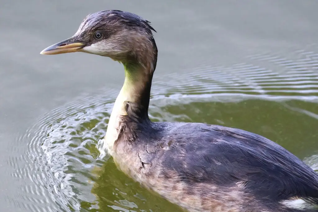 灰头䴙䴘(Poliocephalus poliocephalus)