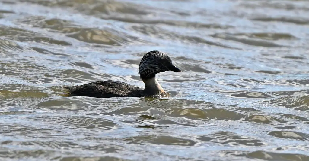 灰头䴙䴘(Poliocephalus poliocephalus)