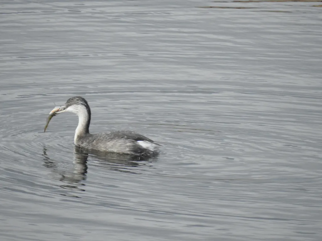 灰头䴙䴘(Poliocephalus poliocephalus)
