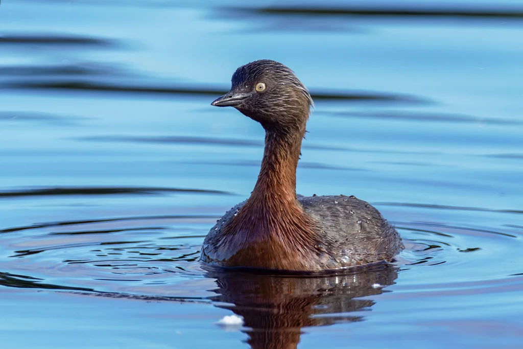新西兰䴙䴘(Poliocephalus rufopectus)