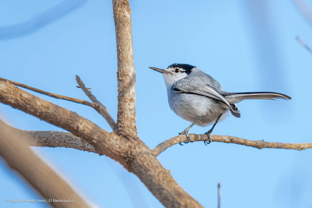 白眼先蚋莺(Polioptila albiloris)