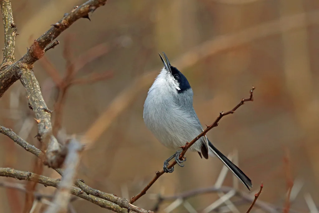 白眼先蚋莺(Polioptila albiloris)