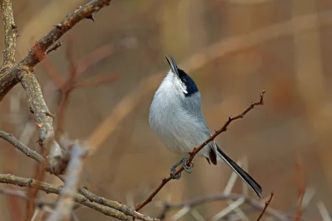 白眼先蚋莺