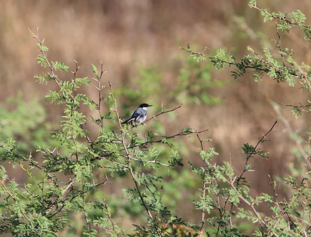 白眼先蚋莺(Polioptila albiloris)