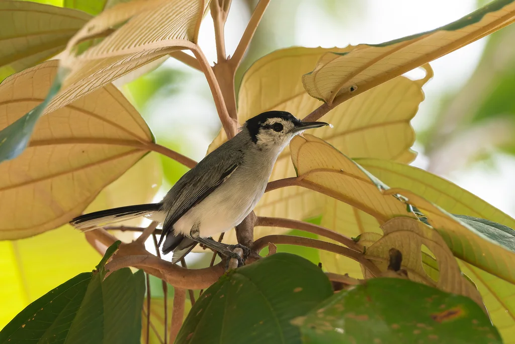 白眉蚋莺(Polioptila bilineata)