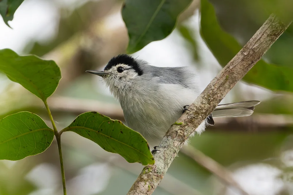 白眉蚋莺(Polioptila bilineata)