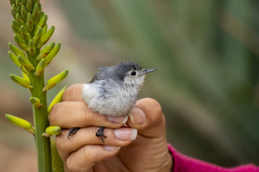 白眉蚋莺(Polioptila bilineata)