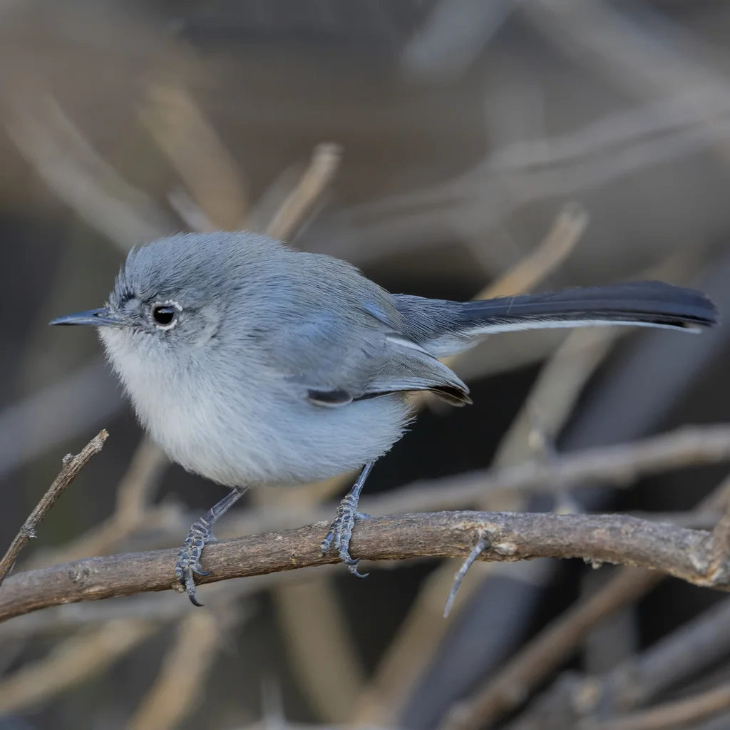 灰蓝蚋莺(Polioptila caerulea)