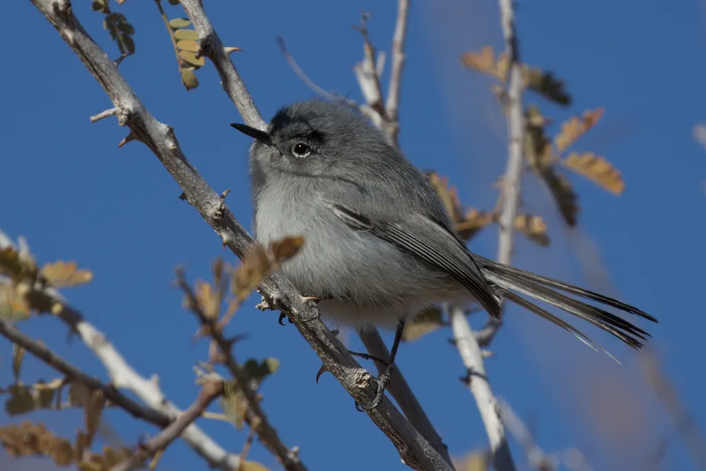 灰蓝蚋莺(Polioptila caerulea)