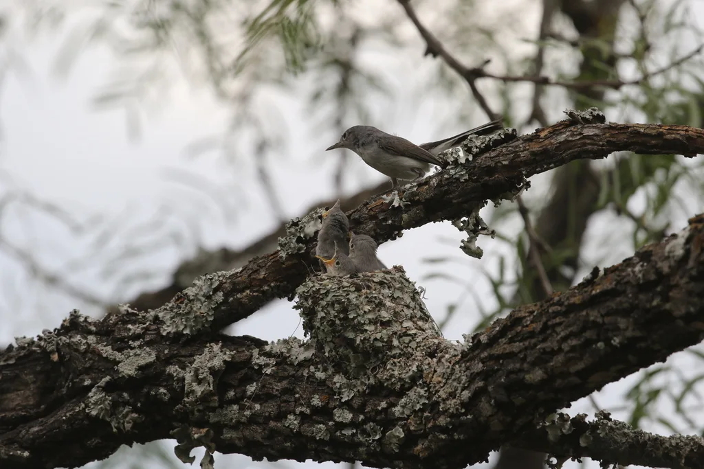 灰蓝蚋莺(Polioptila caerulea)