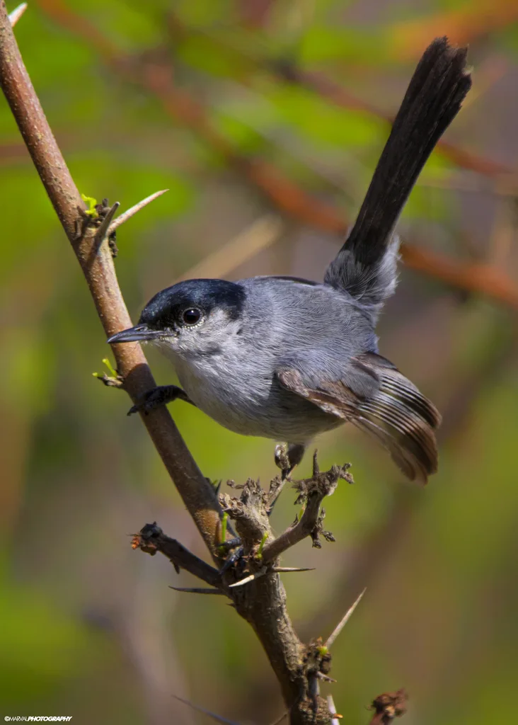 加州蚋莺（Polioptila californica）