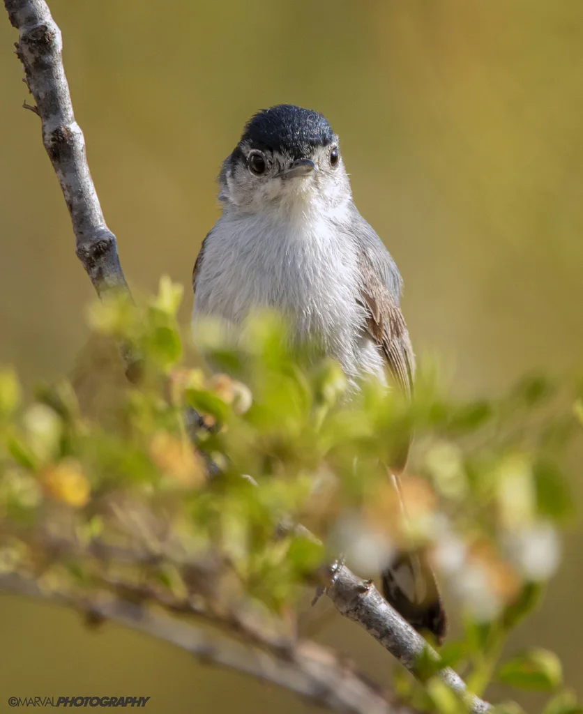 加州蚋莺（Polioptila californica）