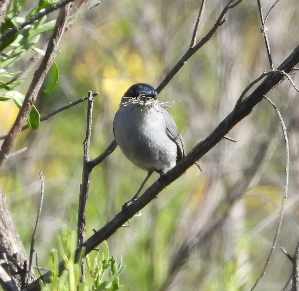 加州蚋莺（Polioptila californica）