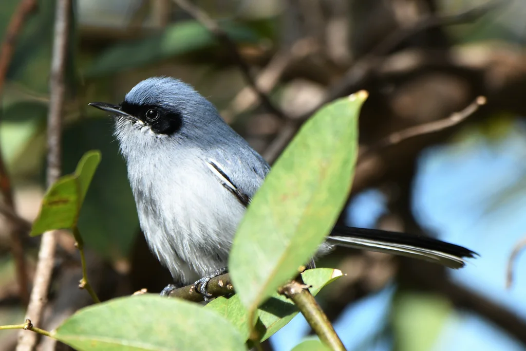 花脸蚋莺(Polioptila dumicola)