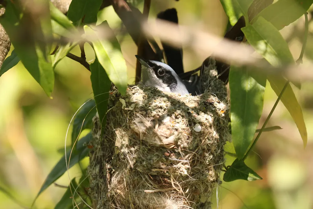 花脸蚋莺(Polioptila dumicola)