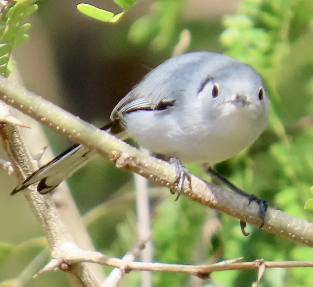 古巴蚋莺(Polioptila lembeyei)