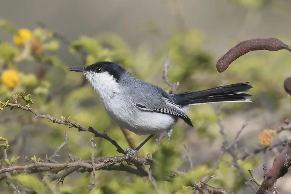 马谷蚋莺(Polioptila maior)