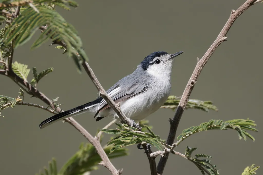 马谷蚋莺(Polioptila maior)