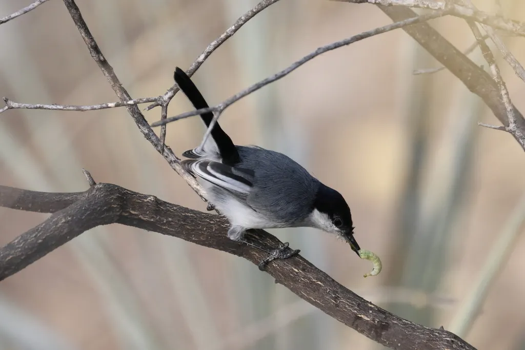 马谷蚋莺(Polioptila maior)