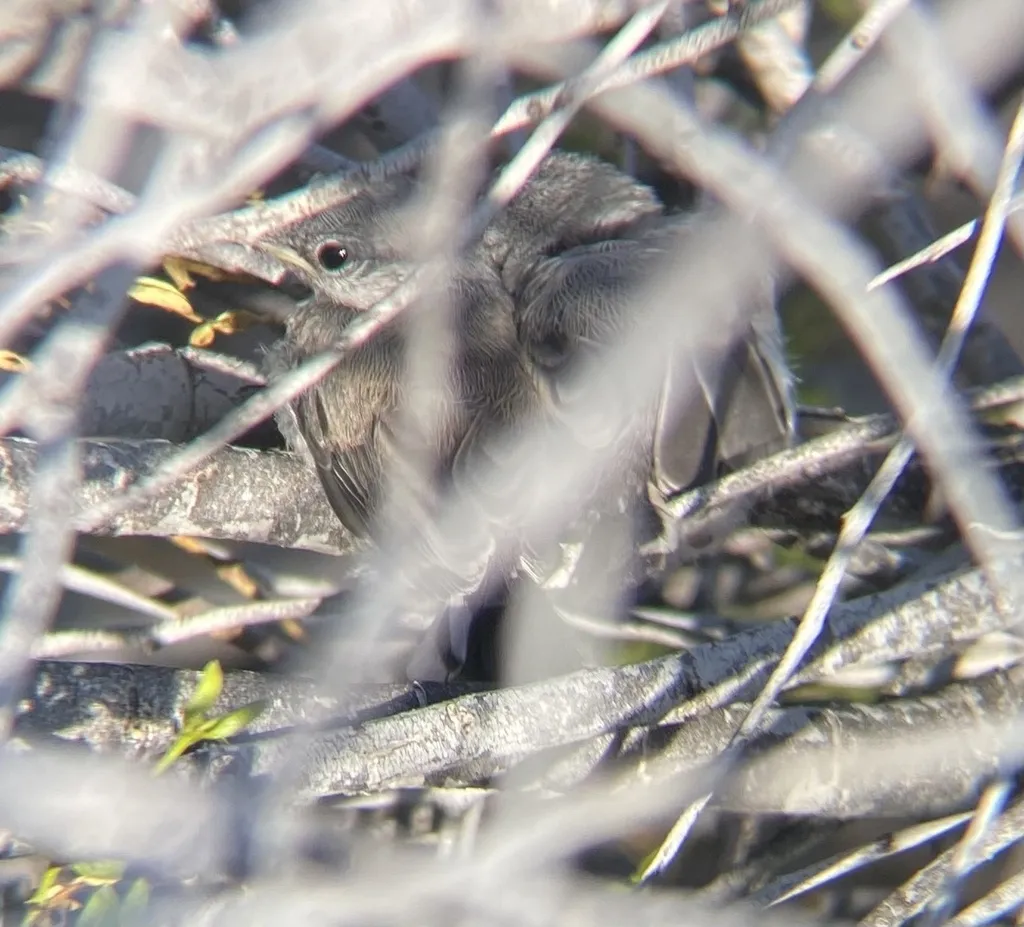 黑尾蚋莺(Polioptila melanura)