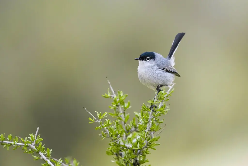 黑尾蚋莺(Polioptila melanura)
