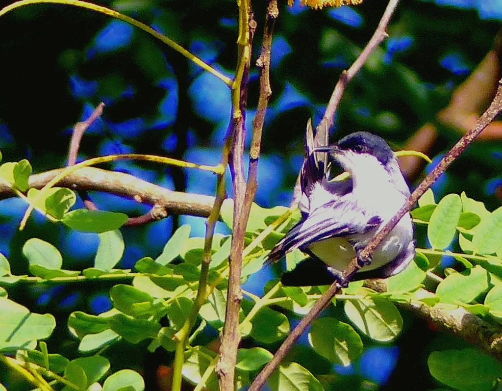 热带蚋莺(Polioptila plumbea)