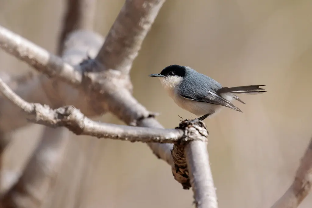 热带蚋莺(Polioptila plumbea)