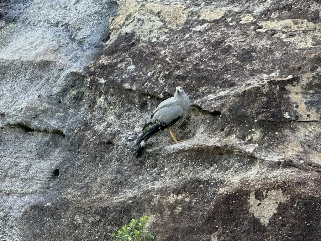马岛鬣鹰(Polyboroides radiatus)