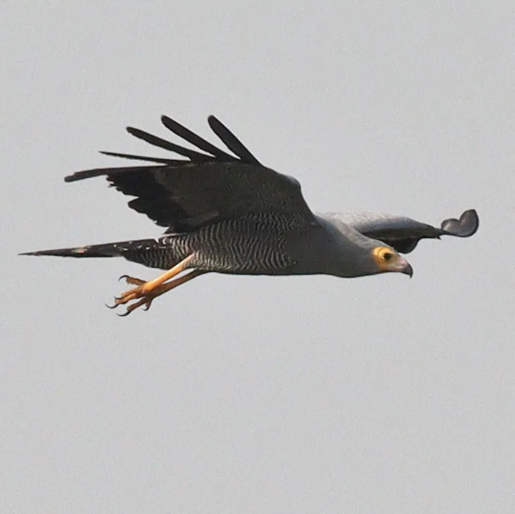 非洲鬣鹰(Polyboroides typus)