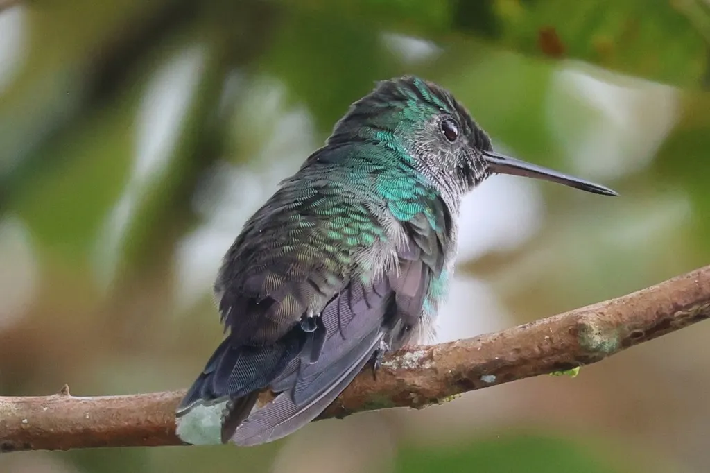 蓝胸蜂鸟(Polyerata amabilis)