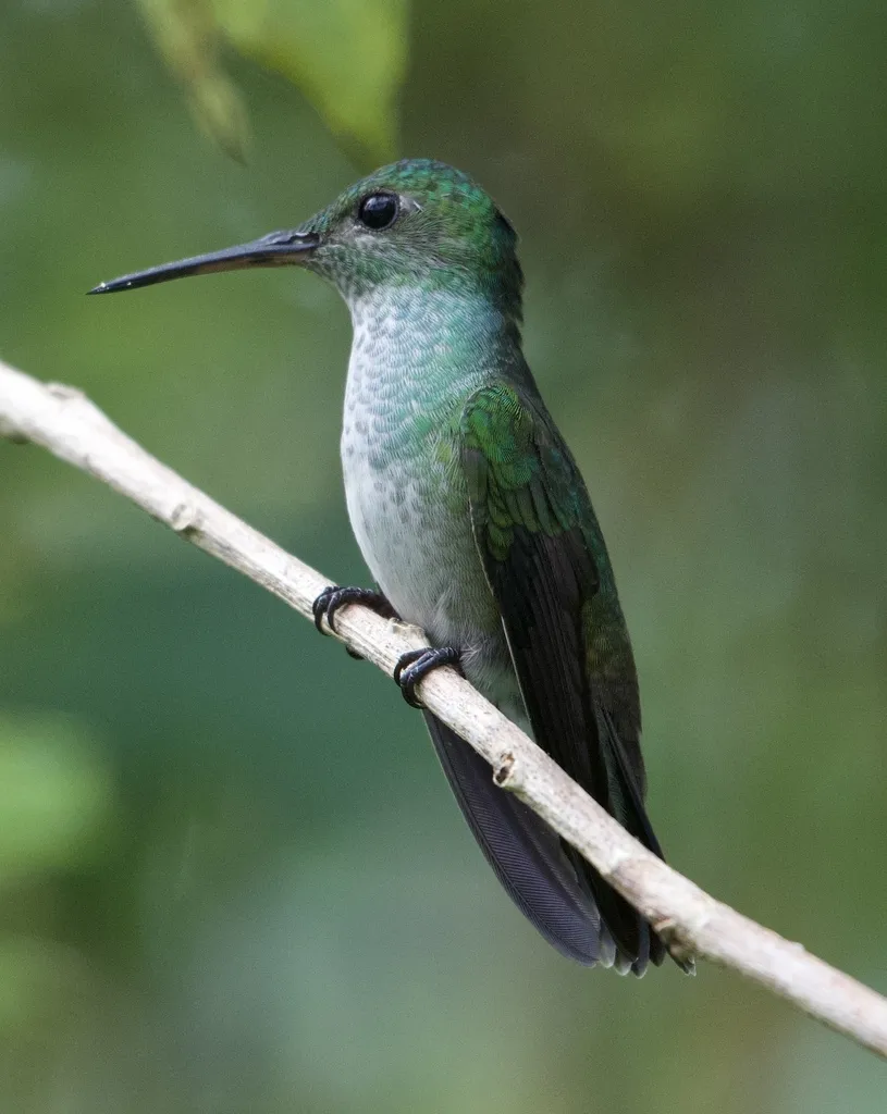 蓝胸蜂鸟(Polyerata amabilis)