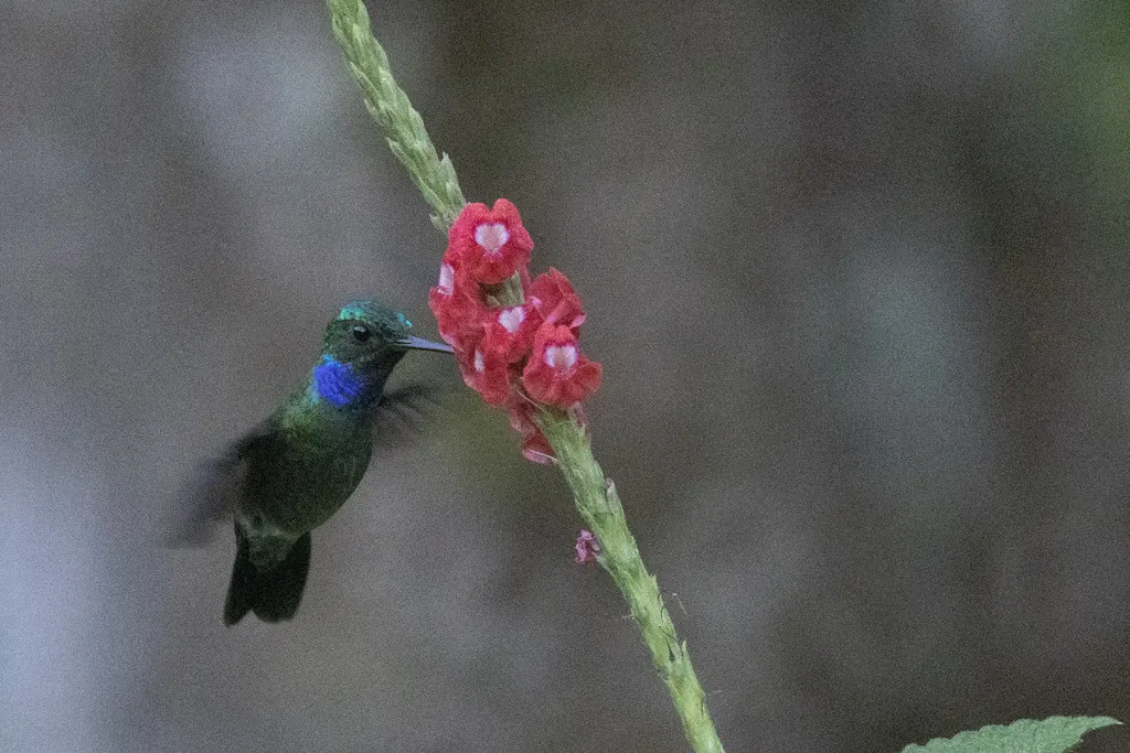 娇蜂鸟（Polyerata decora）