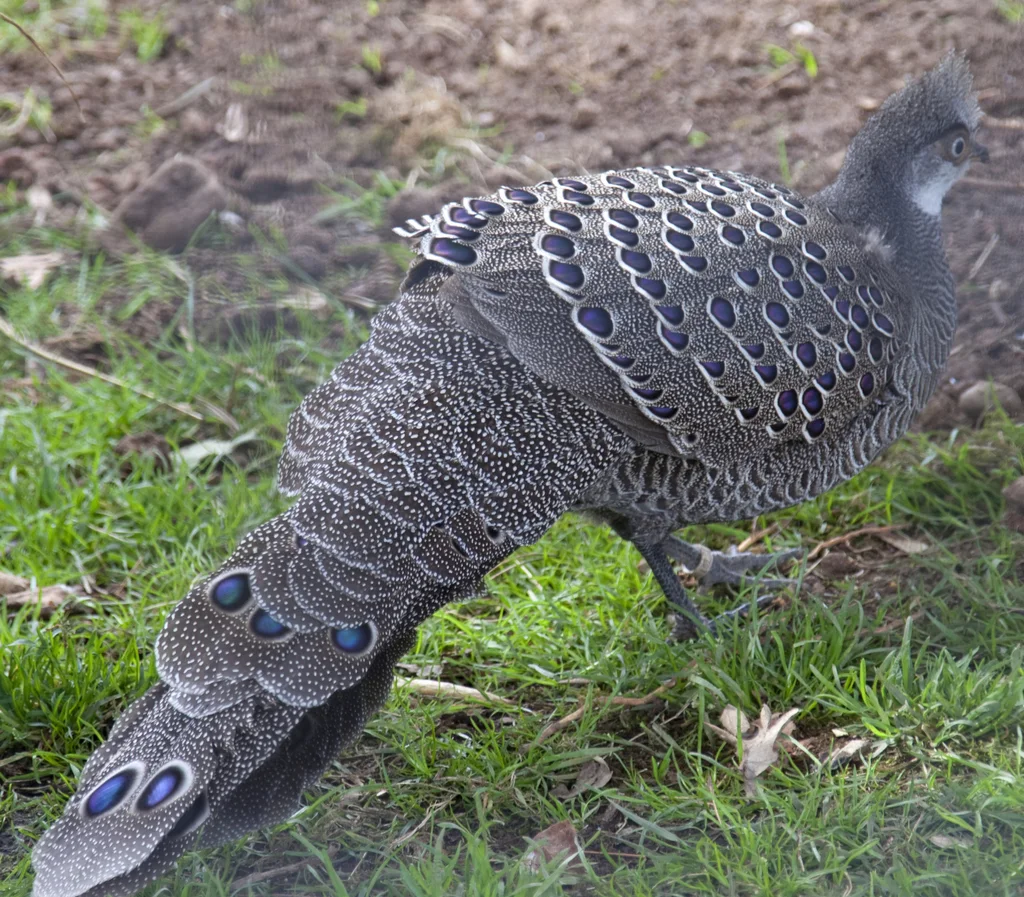 灰孔雀雉(Polyplectron bicalcaratum)