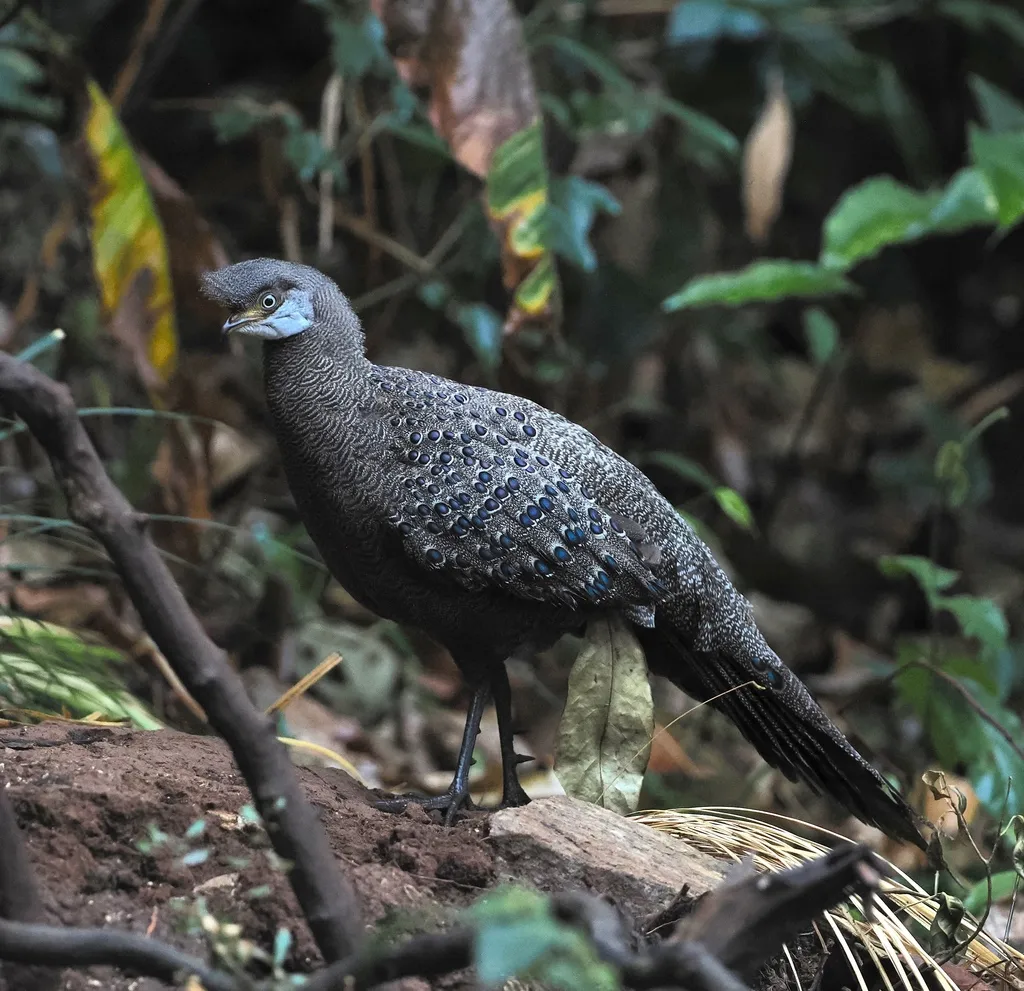 灰孔雀雉(Polyplectron bicalcaratum)