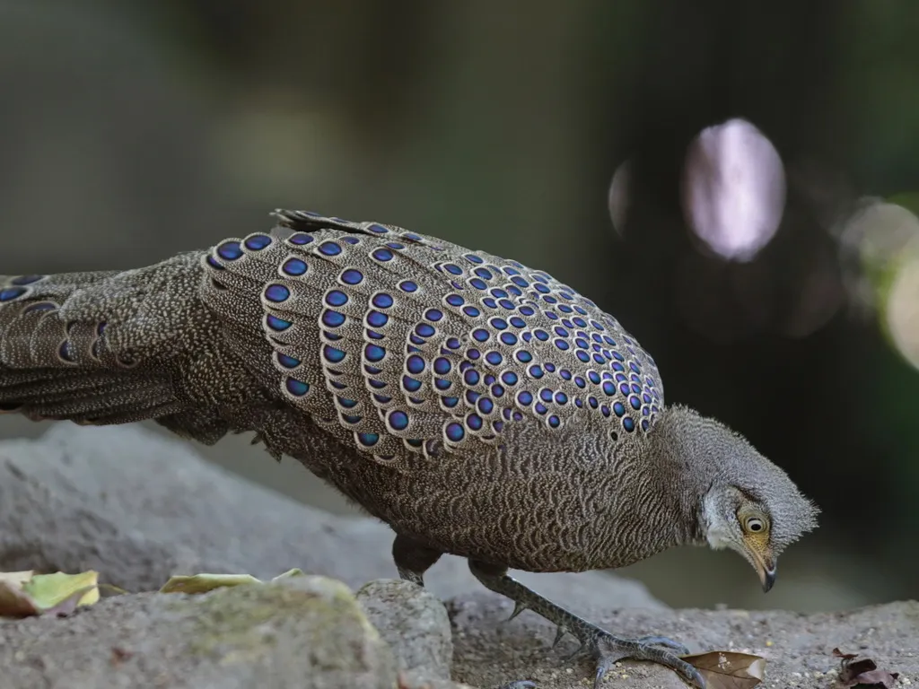 灰孔雀雉(Polyplectron bicalcaratum)